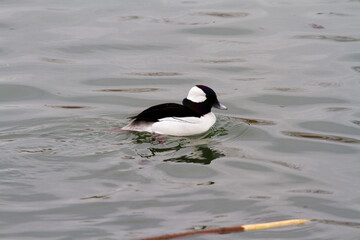 Fototapeta premium bufflehead duck swimming in a pond