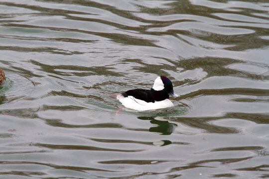 bufflehead duck swimming in a pond