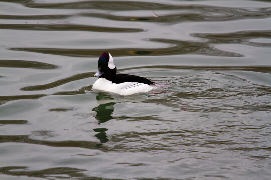 bufflehead duck swimming in a pond
