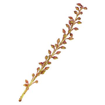 PNG pilocarpus bud, collage element sticker, transparent background