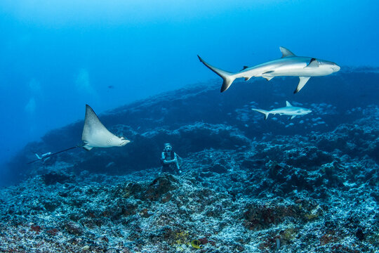 Whitetip reef shark and eagle ray, French Polynesia