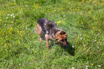 German shepherd dog shaking water in grass, water drops splashing © Aron Forton