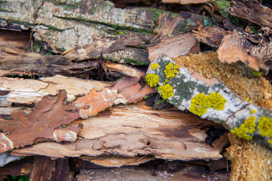 Decaying and rotting wood with lichen, natural decomposition texture background