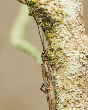 樹皮の地衣類に擬態して潜むオナシカワゲラ / Stonefly camouflaged on tree bark