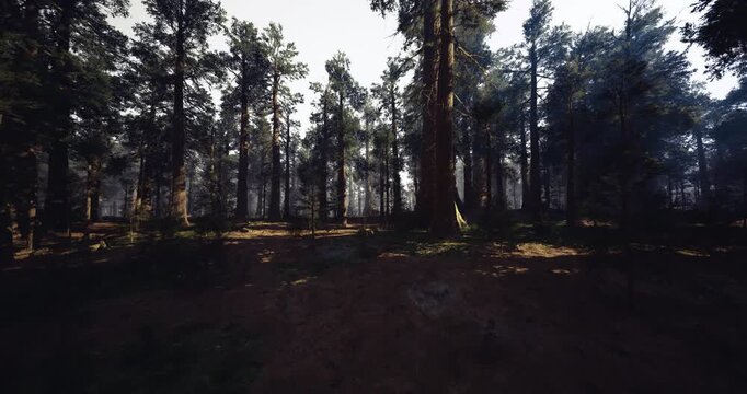 wide pine grove vista with rhythmic rows of trunks and soft undergrowth, timeless solitude invites landscape photography, conservation scouting,