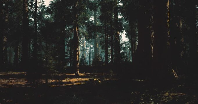 Sunlit forest clearing under tall pines, mist drifting through trunks, warm rays piercing deep shadows across mossy floor, serene hush and cinematic atmosphere