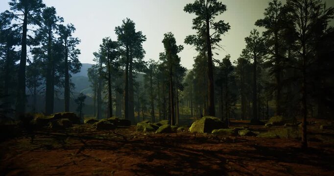 Rocky pine forest edge at dusk with boulderstrewn foreground, long silhouettes and textured bark scene suits conservation mapping, park boundary visuals