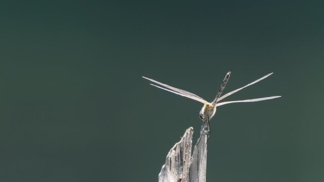 dragonfly 