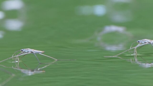 Water strider