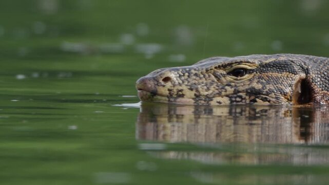 The monitor lizard swims in search of food.