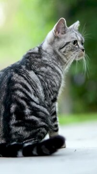 British shorthair silver tabby kitten walking in a back yard on a bright summer day. Slow motion vertical footage of a juvenile domestic cat having fun outdoors in a garden or a back yard.