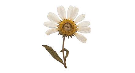 A delicate daisy flower with white petals and a yellow center isolated on transparent background