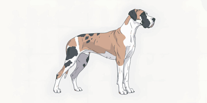 Great Dane dog breed standing tall.