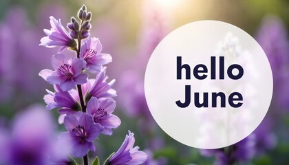 Obraz premium Purple campanula flowers bloom with soft light, text hello June. Summer begins with gentle floral beauty greeting new month outdoors. Nature shows fresh growth, inviting warmth. Vibrant purple