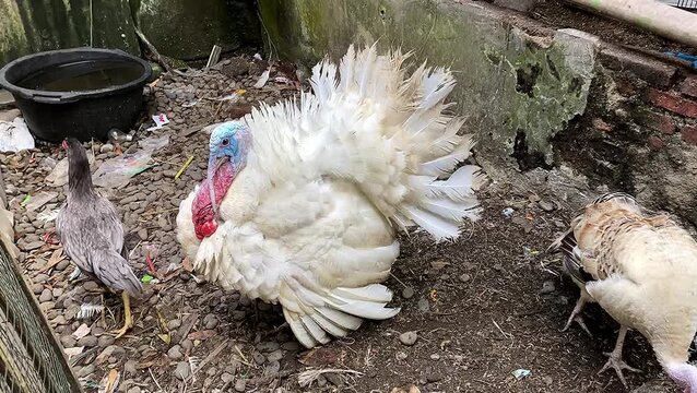 Large white turkey male with hen and chicken in rural farmyard. animal activity.