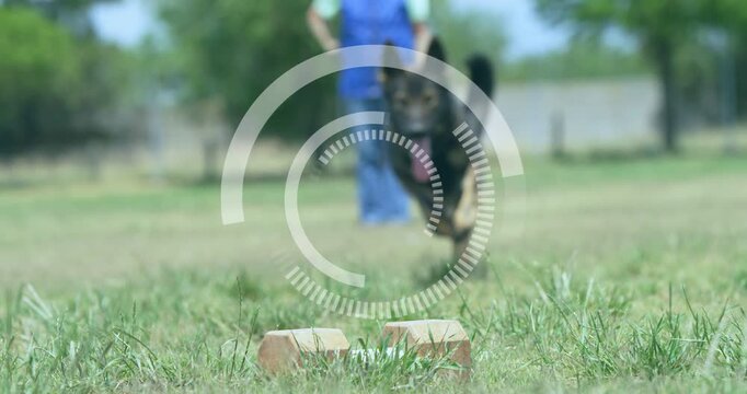 Trainer cueing dog sprinting sniffing retrieving block on grass field while HUD tracking dog path