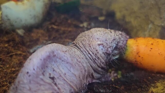 Close up of a naked mole rat eating a carrot in the underground burrow.
