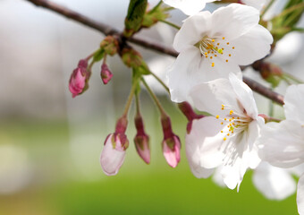 Obraz premium 春の日差しを浴びて咲く満開の桜
