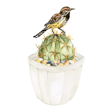 Bird on echinopsis calochlora cactus sticker png