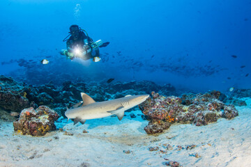 Fototapeta premium Whitetip reef shark and diver, French Polynesia