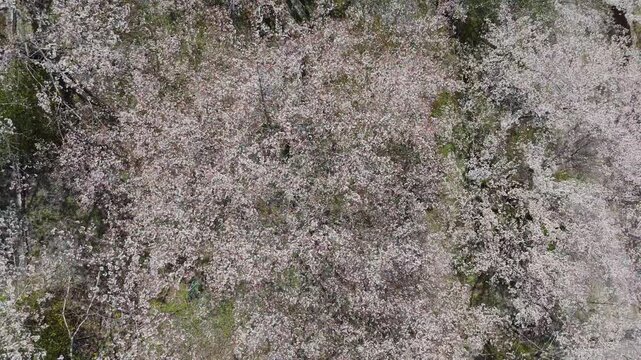 「雨山の郷の桜」空撮　 和歌山県紀美野町 Cherry Blossoms at Ameyama-no-Sato &ndash; Aerial View in Kimino, Wakayama, Japan