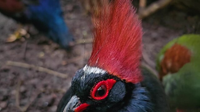 Close up of a tropical quail head with a red Mohawk hair style standing and looking around on a sunny day 