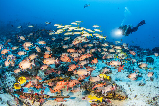 Group of Myripristis and diver, French Polynesia