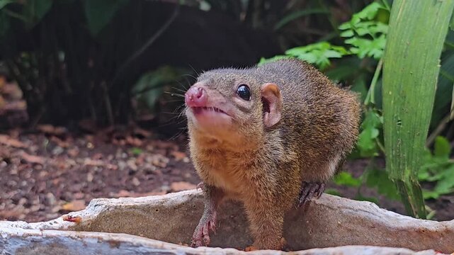 Close up of a tropical squirrel also known as tree shrew sitting on a bowl on a sunny day.
