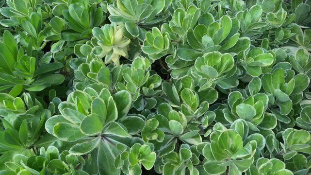 Scaevola taccada,  beach cabbage, sea lettuce, or beach naupaka, is a flowering plant in the family Goodeniaceae.Queen Kapiʻolani Garden, Honolulu, Oahu, Hawaii
