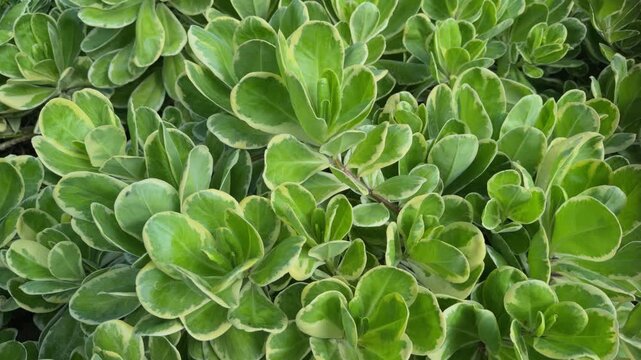 Scaevola taccada,  beach cabbage, sea lettuce, or beach naupaka, is a flowering plant in the family Goodeniaceae.Queen Kapiʻolani Garden, Honolulu, Oahu, Hawaii