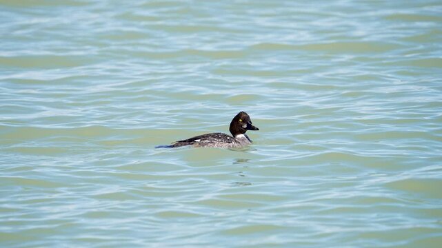 Duck floating on Utah Lake in slow motion while it looks around.