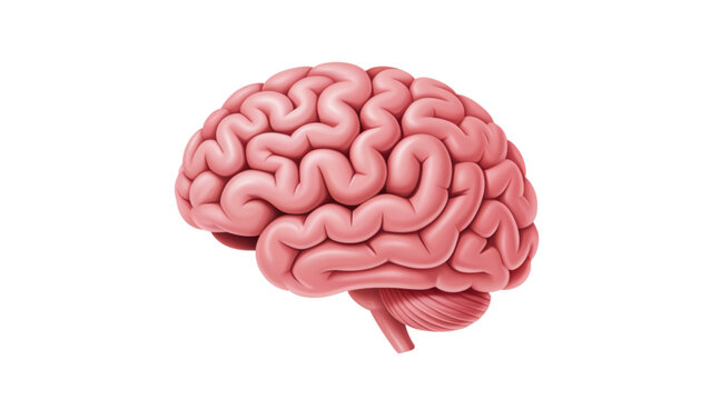 Detailed anatomical illustration of a human brain from a side perspective Vector