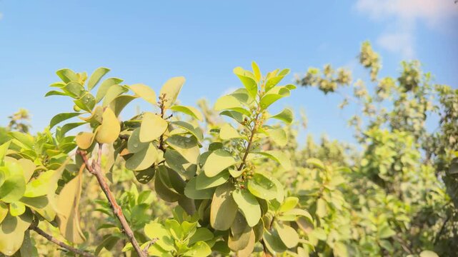 Santalum ellipticum,  ʻIliahialoʻe (Hawaiian) or coastal sandalwood, is a species of flowering plant in the mistletoe family, Santalaceae. Queen Kapiʻolani Garden, Honolulu, Oahu, Hawaii.