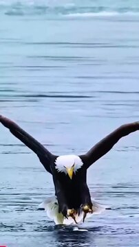 bald eagle in the water