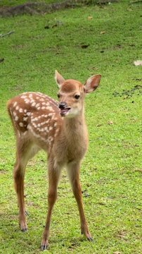 Small spotted deer fawn standing gracefully in a lush green meadow while looking curiously toward the horizon during a bright sunny day in a natural forest habitat showcasing the delicate beauty of yo
