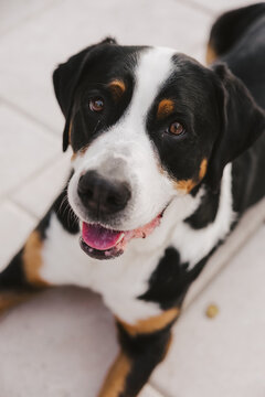 Happy Dog
