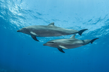 Naklejka premium Bottlenose dolphin, French Polynesia 