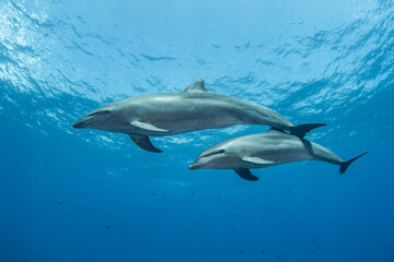 Naklejka premium Bottlenose dolphin, French Polynesia 