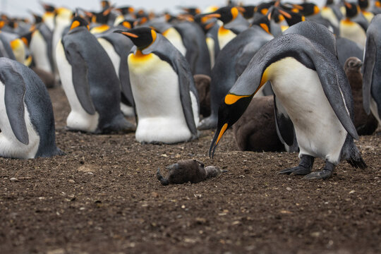 A King Penguin (Aptenodytes patagonicus) inspecting a dead chick. Falkland Islands.
