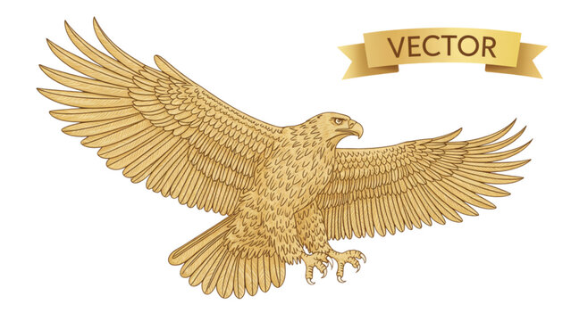 Golden eagle in detailed and intricate line art style Vector