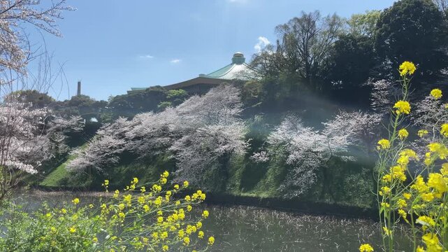 東京、九段、千鳥ヶ淵の桜と日本武道館の玉ねぎ