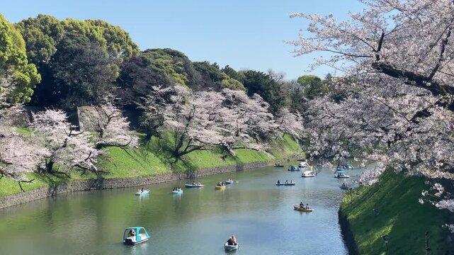 東京、九段、千鳥ヶ淵の桜