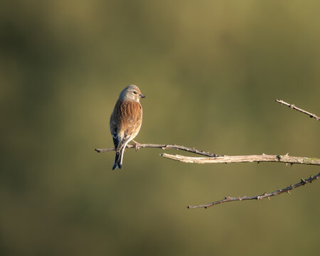 Minimalist image of a common linnet resting on a dry branch, softly lit by golden hour sunlight against a smooth green background. The bird's reddish chest and fine feather detail stand out in this