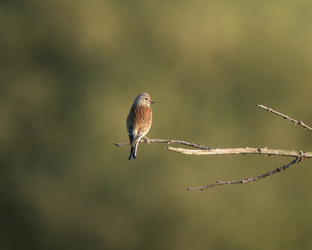 Minimalist image of a common linnet resting on a dry branch, softly lit by golden hour sunlight against a smooth green background. The bird's reddish chest and fine feather detail stand out in this