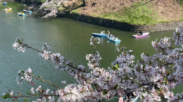 東京、九段、千鳥ヶ淵の桜