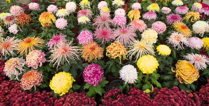 Chinese chrysanthemum