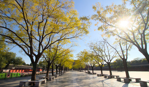 Yellow ginkgo tree