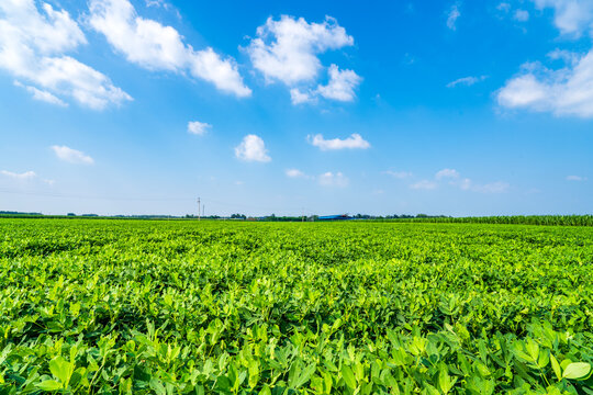 The peanut field is in the blue sky and white clouds