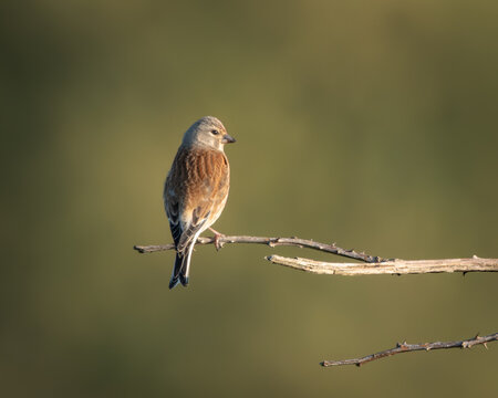 Minimalist image of a common linnet resting on a dry branch, softly lit by golden hour sunlight against a smooth green background. The bird's reddish chest and fine feather detail stand out in this