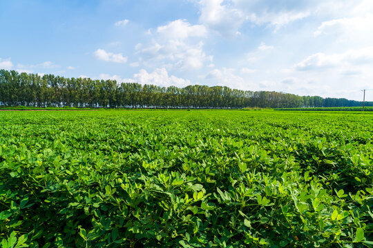 The peanut field is in the blue sky and white clouds